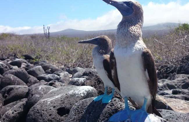Lobos Island + Snorkeling Tour - Photo 2