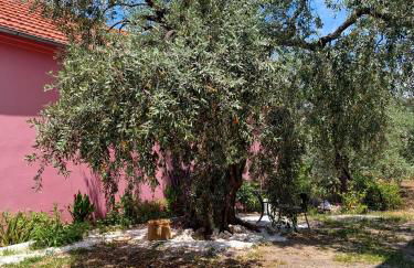 Olivendra Thassos - Photo 35