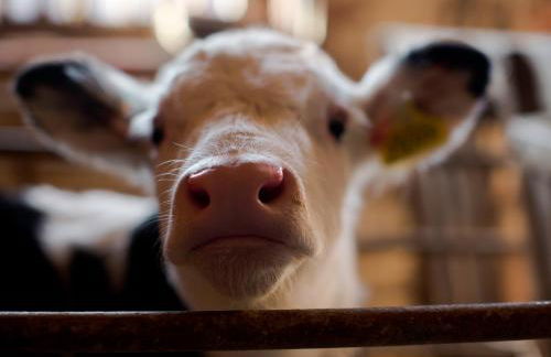 Rew Farm Country & Equestrian Accommodation - Sunrise Lodge - Foto 56