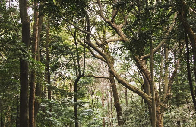 Yanachaga Chemillén National Park Hike - Photo 2