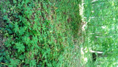 Appartementt à louer à Rennes - Photo 2