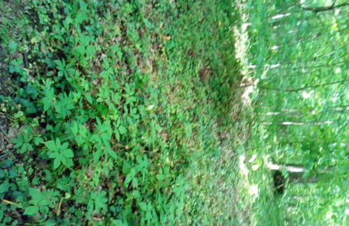 Appartementt à louer à Rennes - Photo 2