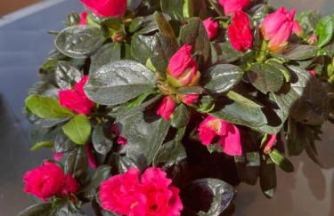 Casa Rosa - Photo 34