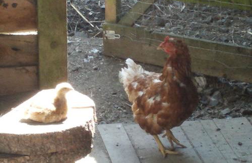 Funny-Farm - Foto 30