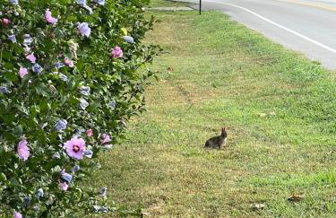 Country Cove - Foto 56