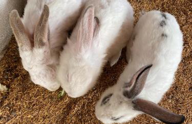 Flat no condomíno Monte Castelo em Gravatá-PE - Foto 25