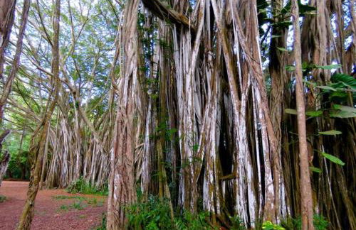 Glorious Beachfront High End Villa grass to sand - Photo 36