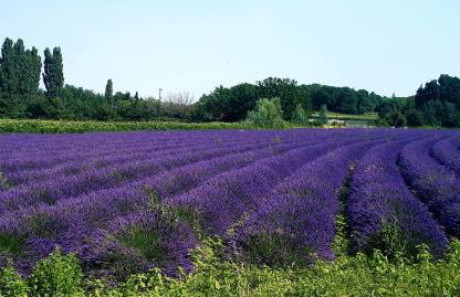 LA GARDE ADHEMAR, L'escalier Médiéval - Foto 62