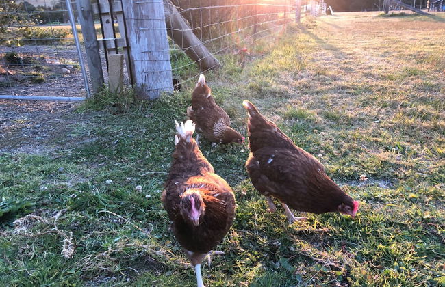 Bryn Glas Farm Stay - Foto 23