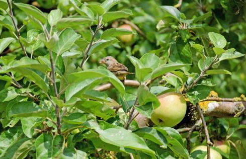 Ferienhaus Falkenhagen mit Garten - Foto 10