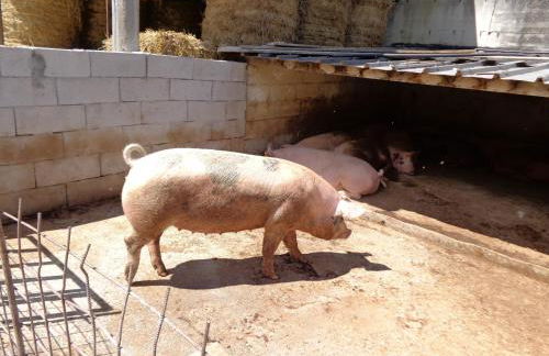 Agriturismo Le Prata - Foto 17