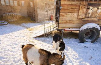 Weidelandfarm am Riebener See - Photo 12