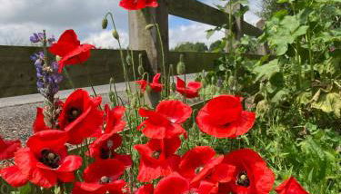 Tate's Meadow - Foto 2, Garden