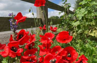 Tate's Meadow - Foto 2