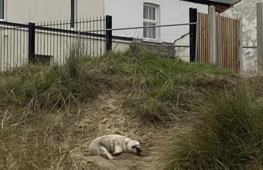 One Coastguard Road Cottage - Foto 24