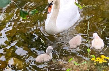 River cottage - Foto 12