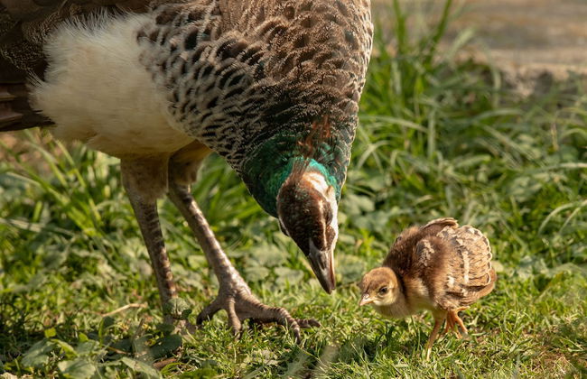 Steigmatt Bauernhof - Erlebnis - Foto 50