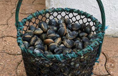 VIEUX PASSAGE, Maison avec cour privée à 150 m du PORT et de la PLAGE - Foto 27