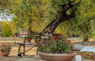 Agriturismo L'Elisir di Atena - Foto 69