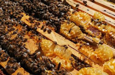 Agriturismo Collomici - Foto 52