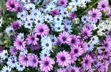 lastva 1&2 - Photo 9