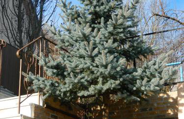 Petrino Rodo - Foto 10