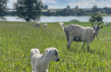 Kaszuby, agroturystyka z alpakami- pokój z łazienką - Foto 23