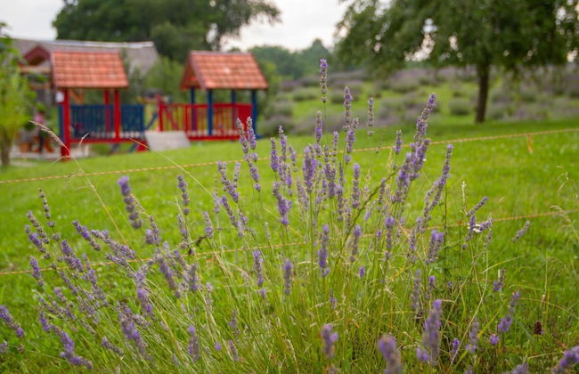 apartmani lavanda - Foto 43