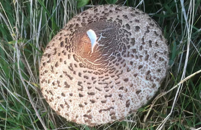 Little Linney - Sleeps 2 - Garden - Wifi - Parking - Photo 32