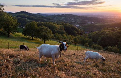 Terrassenpark Apartments (low budget) - Foto 13