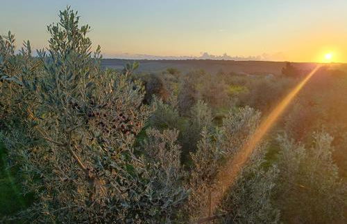 La Casa tra gli Ulivi - Cottage in legno - Foto 23