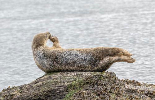 The Lang Toun Bothy - close to Edinburgh by Urban Haggis Stays - Foto 43