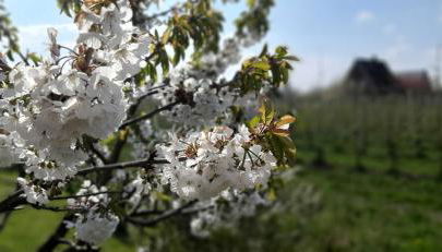 Ferienwohnung Blütenblick - Photo 2