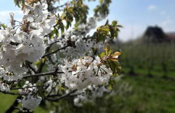 Ferienwohnung Blütenblick - Photo 2