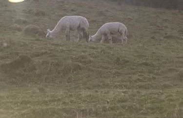 Ruby's Retreat! Farm Stay! North devon! Sleeps 6! Beaches Exmoor! - Foto 45