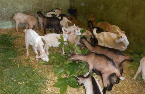 Agriturismo Fiorendo - Photo 13