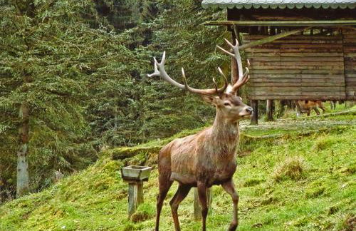 Ferienwohnung Gierse - Foto 33
