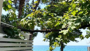 Ktima Papaoikonomou 2 - Foto 3