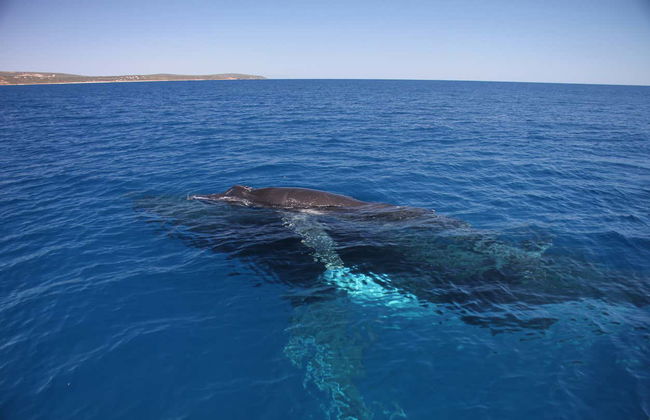Whale Watching in Geographe Bay - Photo 8