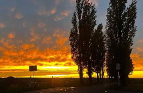 Weinrebe Oberhermsdorf nahe Dresden - Foto 16