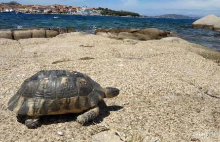 Terrazza Smeralda - Foto 49