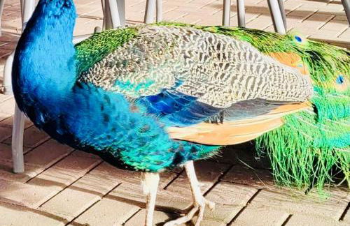 Wild Coastal Retreat at Troed Y Rhiw Aberporth, West Wales - Foto 42