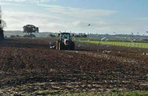 Maison de vacances 3 chambres à 400 m de la plage Kairon - Saint Pair sur mer - Foto 43