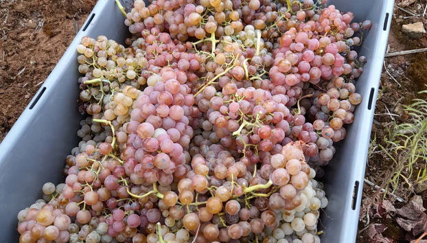 See how grapes are turned into wine