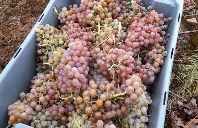 Tour of Hoplita Winery - Photo 5