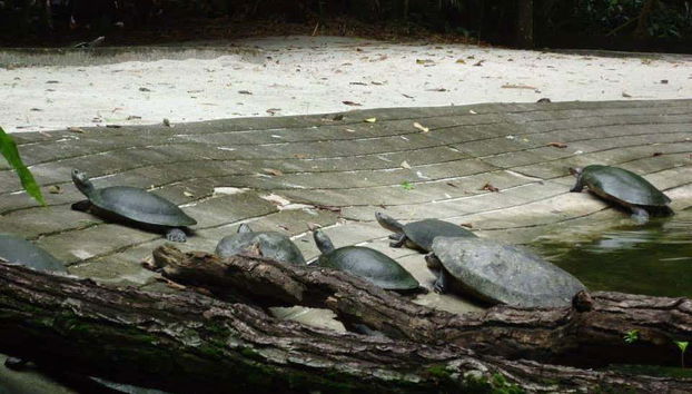 Belen Amazonian Parks Tour - Foto 4