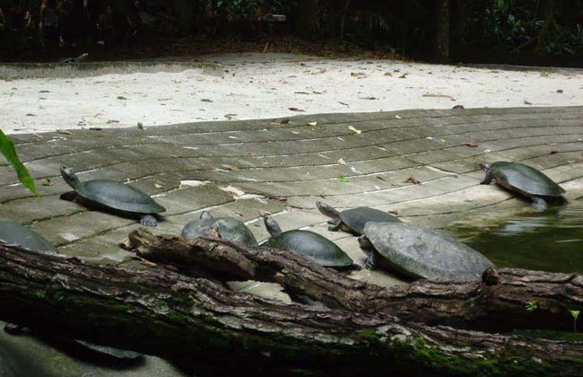 Tour por los parques amazónicos de Belén - Foto 4