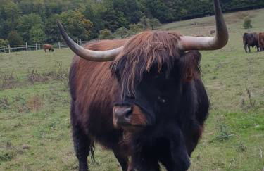 Gîte 4 étoiles La Belle Eau Calme - Foto 41