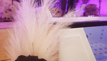 L'Atelier Des Roses, Lunéville centre - Foto 4