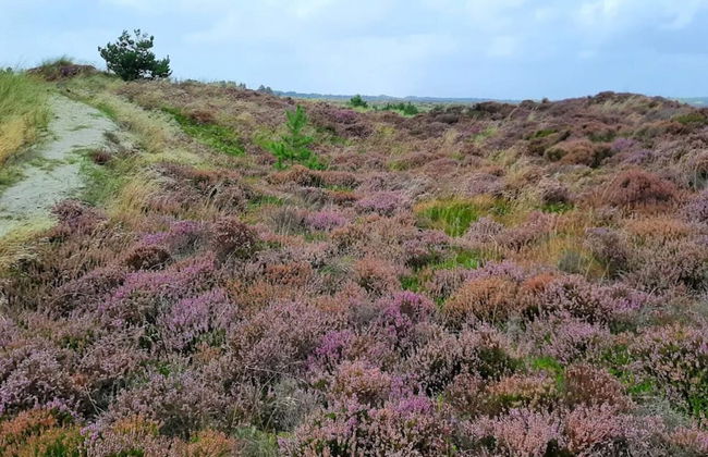 6 Person Holiday Home in Henne-by Traum - Foto 33